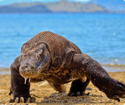 ラマツアーズの歴史と実績